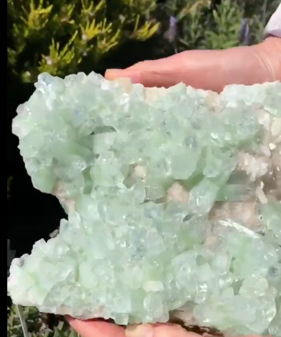 Rare Apophyllite  Crystal Cluster